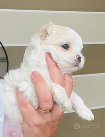Cuccioli maltese coreano