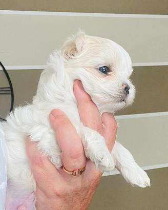 Cuccioli maltese coreano
