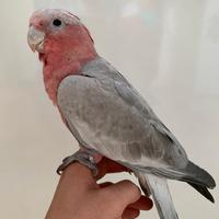 Cacatua roseicapilla cacatua rosa