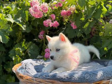 Siberian husky con pedigree enci