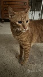 Gatti rosso maschio e calico femmina