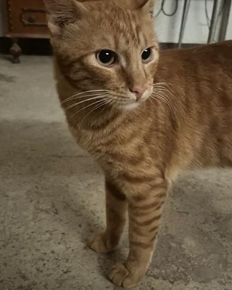 Gatti rosso maschio e calico femmina