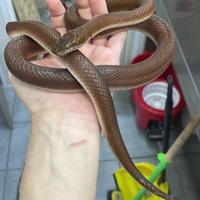 Boaedon Fuliginosus