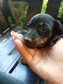 Bassotto standard nero focato