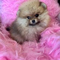 Spitz di Pomerania femmina ENCI FCI