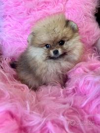 Spitz di Pomerania femmina ENCI FCI