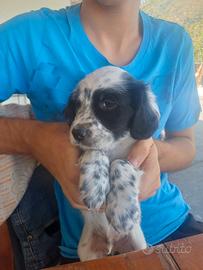 cuccioli e cuccioloni setter 60.gg.