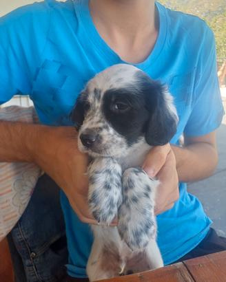 cuccioli e cuccioloni setter 60.gg.