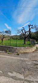 Terreno agricolo