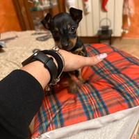 Pinscher maschio