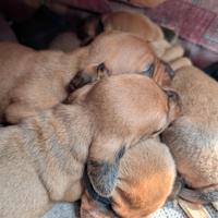 Cuccioli di bassotto tedesco