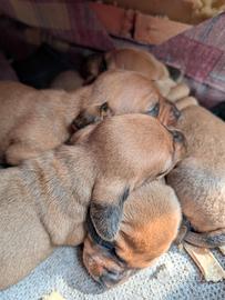 Cuccioli di bassotto tedesco