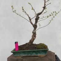 bonsai