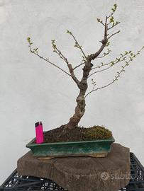 bonsai