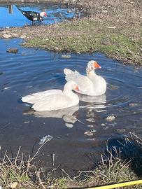 Oca Romagnola maschio