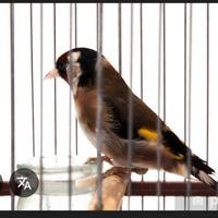 Cardellino maschio agosto 2025