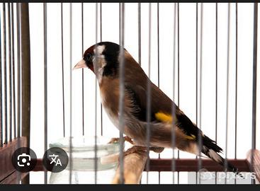 Cardellino maschio agosto 2025