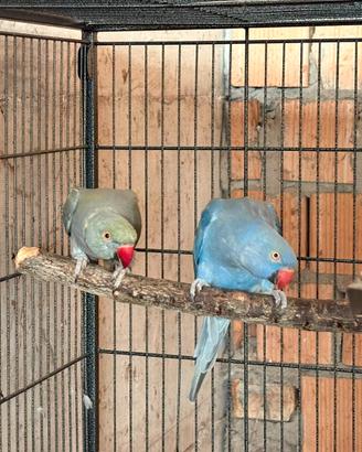 Coppia riproduttiva parrocchetto dal collare