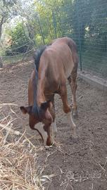Cavallo