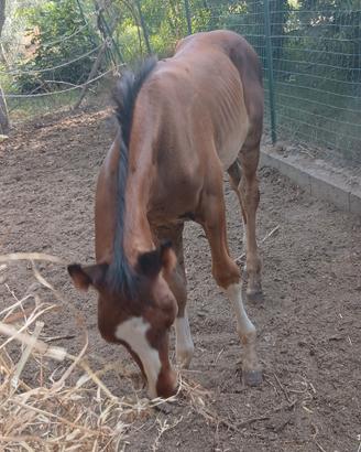 Cavallo