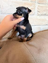 Cucciola Pinscher Toy