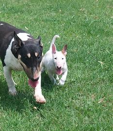 Cucciola di bull terrier standard