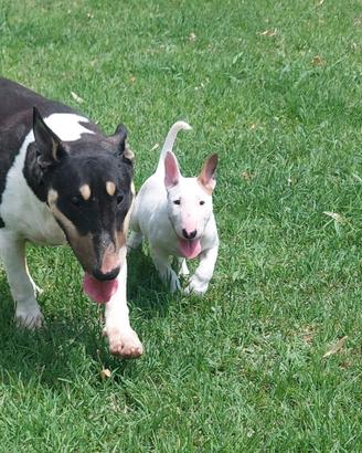 Cucciola di bull terrier standard