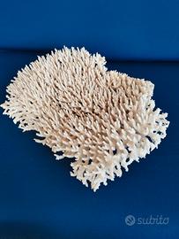 Esemplare grande di Table Coral x arredo