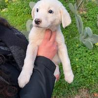 Lina , cucciola cucciolina in ADOZIONE adozione