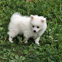 Cuccioli volpino genitori visibili