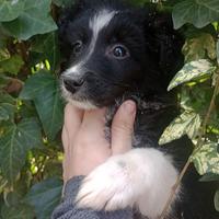 Border collie cuccioli