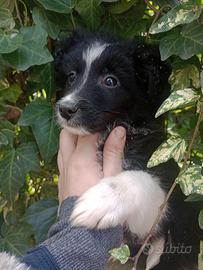 Border collie cuccioli