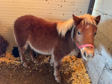 Pony femmina alta 90 cm bravissima