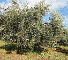 Piante di olive