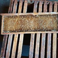 Melari con telaini costruiti