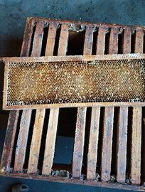 Melari con telaini costruiti