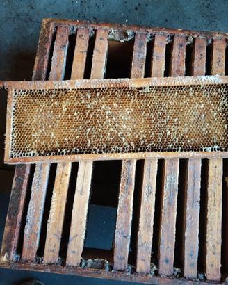 Melari con telaini costruiti