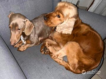 Cocker e Bassotto
