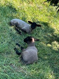 Due gemelli suffolk puri