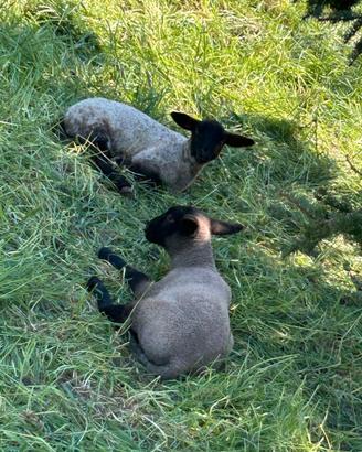 Due gemelli suffolk puri