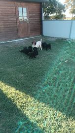 Lagoodle cuccioli