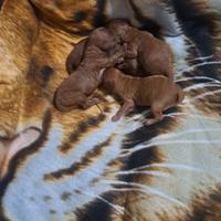 Barboncini toy Red / Albicocca