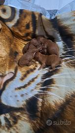 Barboncini toy Red / Albicocca