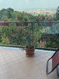 Oleandri con vasi in cotto toscano