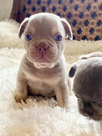 Bulldog Francese