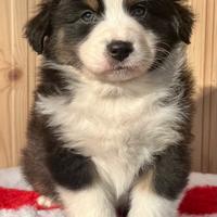 Cuccioli australian shepherd