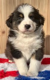 Cuccioli australian shepherd