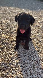 Cuccioli labrador