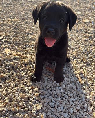 Cuccioli labrador