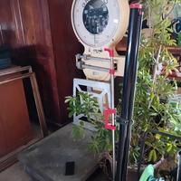 bilancia Grasso genova 